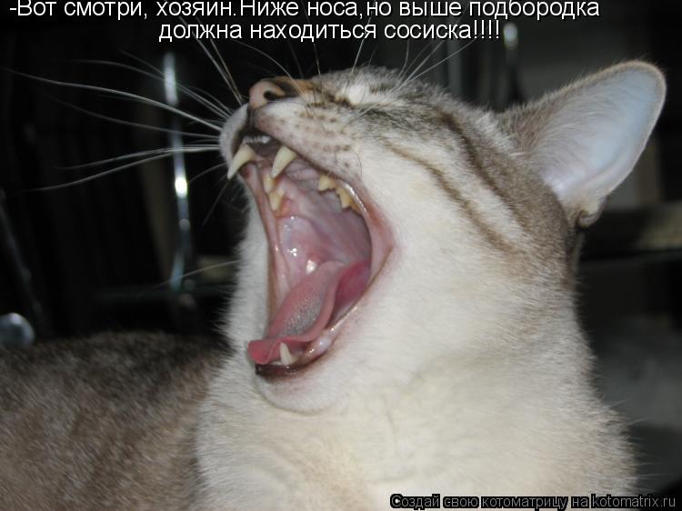 Котоматрица: -Вот смотри, хозяин.Ниже носа,но выше подбородка должна находиться сосиска!!!!