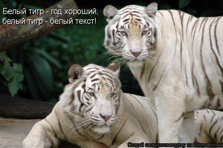 Котоматрица: Белый тигр - год хороший, белый тигр - белый текст!