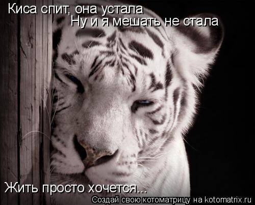 Котоматрица: Киса спит, она устала Ну и я мешать не стала Жить просто хочется...