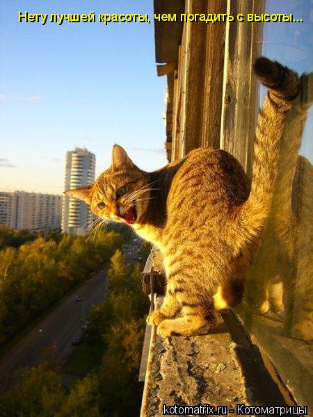 Нету лучшей красоты, чем погадить с высоты...... Котоматрица: Нету лучшей красоты, чем погадить с высоты...