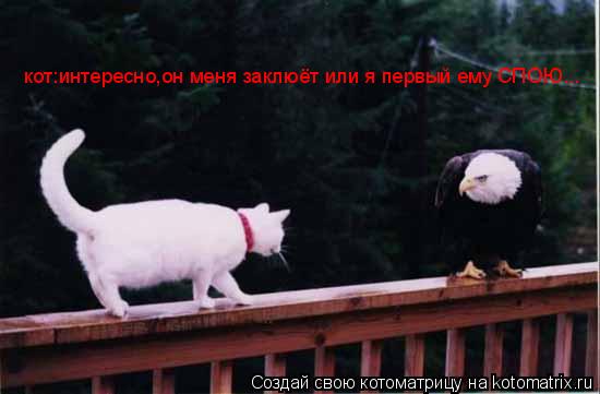 кот:интересно,он меня заклюёт или я первый ему СПОЮ...... Котоматрица: кот:интересно,он меня заклюёт или я первый ему СПОЮ...