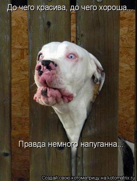 Котоматрица: До чего красива, до чего хороша... Правда немного напуганна...