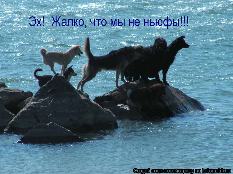 Котоматрица: Эх!  Жалко, что мы не ньюфы!!!
