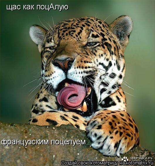 Котоматрица: щас как поцАлую французским поцелуем