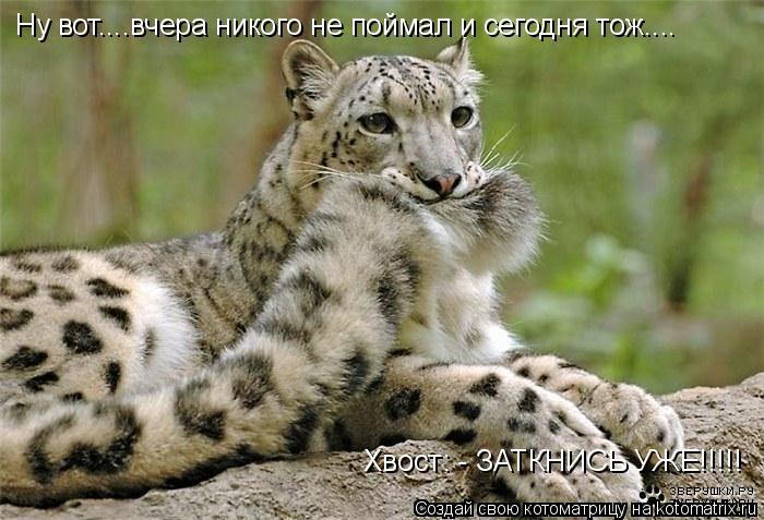 Котоматрица: Хвост: - ЗАТКНИСЬ УЖЕ!!!!! Ну вот....вчера никого не поймал и сегодня тож....