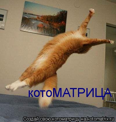 Котоматрица: котоМАТРИЦА