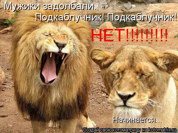 Котоматрица: Мужики задолбали. Подкаблучник! Подкаблучник! НЕТ!!!!!!!!! Начинается...