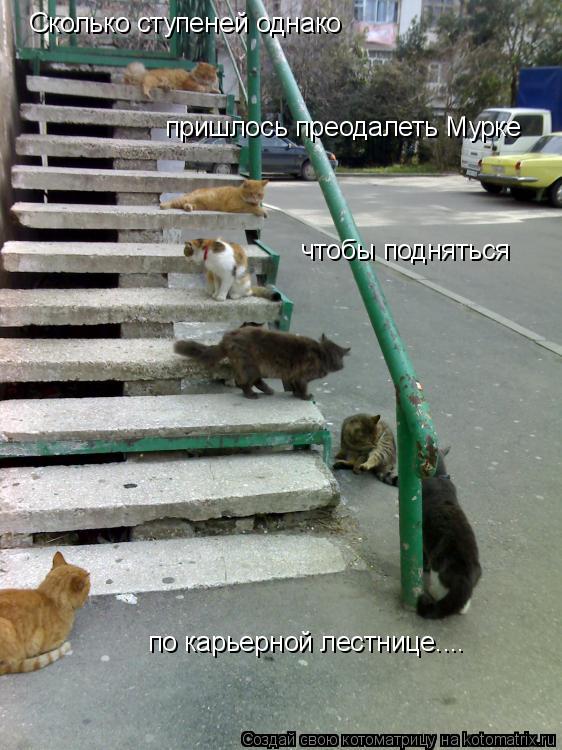 Котоматрица: Сколько ступеней однако пришлось преодалеть Мурке чтобы подняться по карьерной лестнице....