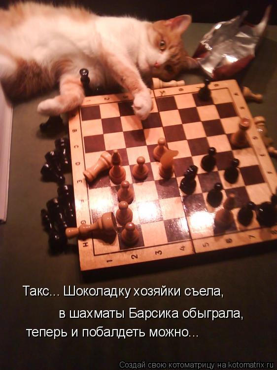 Котоматрица: Такс... Шоколадку хозяйки съела, в шахматы Барсика обыграла, теперь и побалдеть можно...