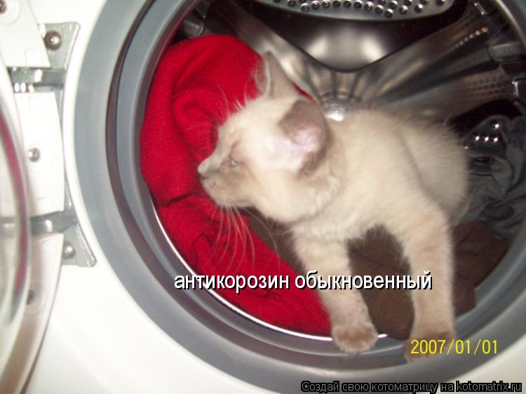 Котоматрица: антикорозин обыкновенный