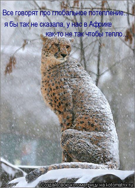 Котоматрица: Все говорят про глобальное потепление... я бы так не сказала, у нас в Африке как-то не так чтобы тепло...