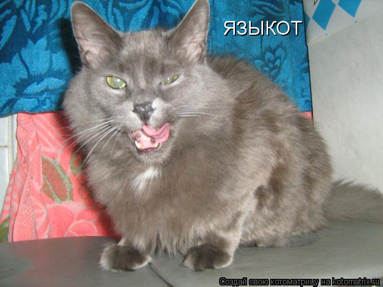 Котоматрица: ЯЗЫКОТ