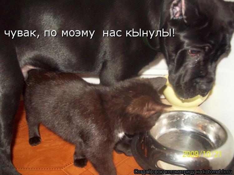 Котоматрица: чувак, по моэму  нас кЫнулЫ!