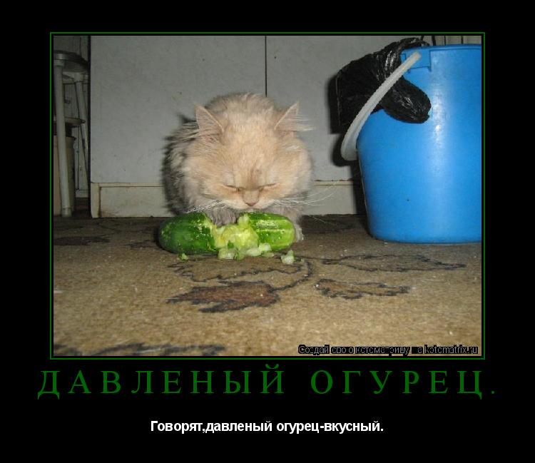 Котоматрица: Давленый огурец. Говорят,давленый огурец-вкусный.