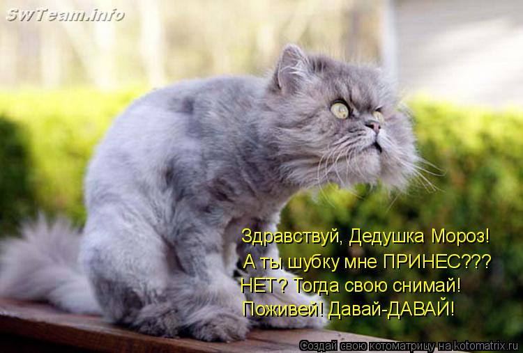 Котоматрица: Здравствуй, Дедушка Мороз!  А ты шубку мне ПРИНЕС??? НЕТ? Тогда свою снимай!   Поживей! Давай-ДАВАЙ!