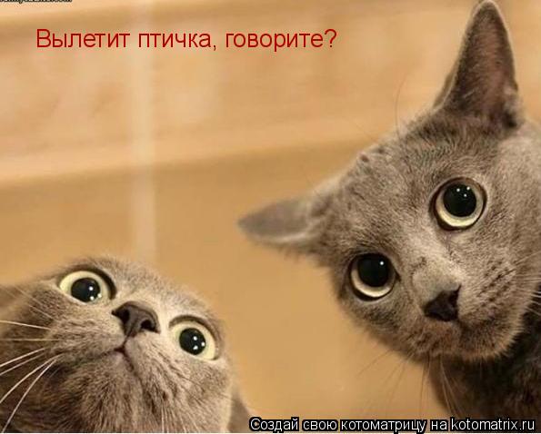 Котоматрица: Вылетит птичка, говорите?