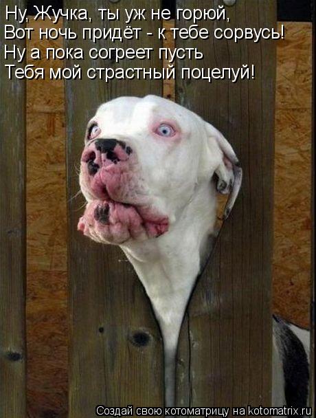 Ну, Жучка, ты уж не горюй, Вот ночь придёт - к тебе сорвусь! Ну а пока согреет пусть Тебя мой страстн... Котоматрица: Ну, Жучка, ты уж не горюй, Вот ночь придёт - к тебе сорвусь! Ну а пока согреет пусть Тебя мой страстный поцелуй!
