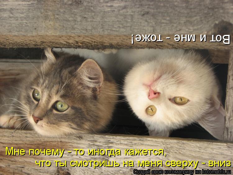 Мне почему - то иногда кажется, что ты смотришь на меня сверху - вниз Вот и мне - тоже!... Котоматрица: Мне почему - то иногда кажется, что ты смотришь на меня сверху - вниз Вот и мне - тоже!