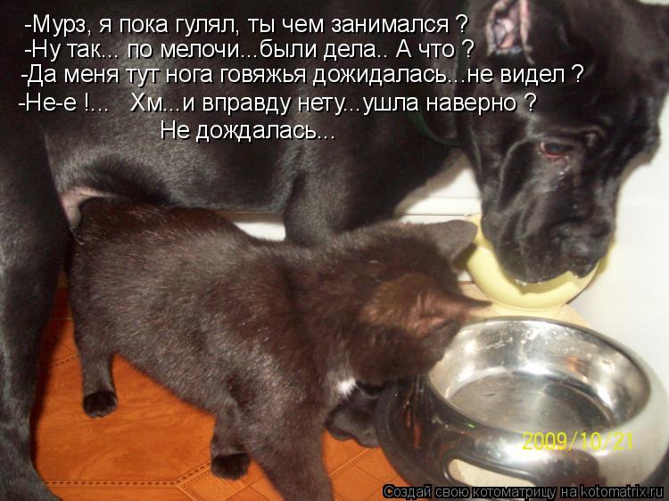 -Мурз, я пока гулял, ты чем занимался ? -Ну так... по мелочи...были дела.. А что ? -Да меня тут нога ... Котоматрица: -Мурз, я пока гулял, ты чем занимался ? -Ну так... по мелочи...были дела.. А что ? -Да меня тут нога говяжья дожидалась...не видел ? -Не-е !... Хм..