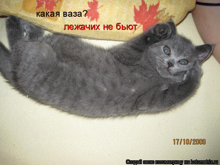 какая ваза? лежачих не бьют лежачих не бьют... Котоматрица: какая ваза? лежачих не бьют лежачих не бьют