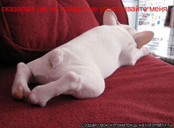 сказалаж шо не пойду.и не уговаривайте меня....)))))))))))))))))((((((((((... Котоматрица: сказалаж шо не пойду.и не уговаривайте меня....)))))))))))))))))((((((((((