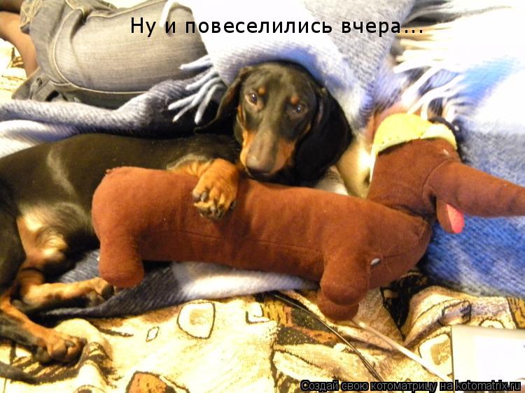 Ну и повеселились вчера...... Котоматрица: Ну и повеселились вчера...