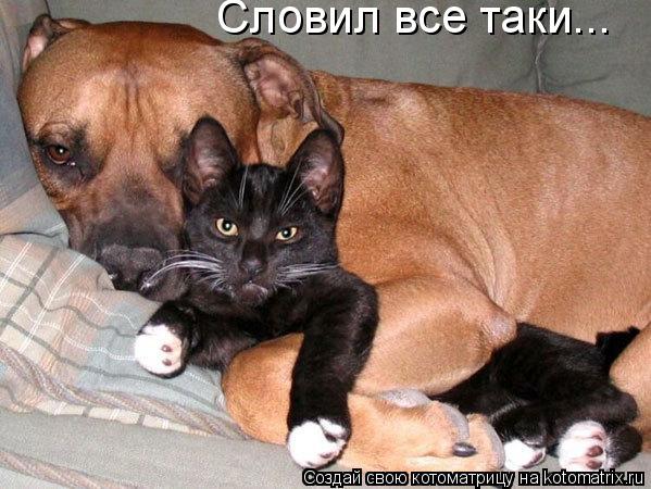 Словил все таки...... Котоматрица: Словил все таки...
