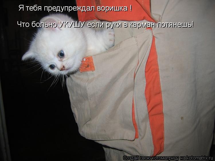 Что больно УКУШУ если руки в карман потянешь! Я тебя предупреждал воришка !... Котоматрица: Что больно УКУШУ если руки в карман потянешь! Я тебя предупреждал воришка !