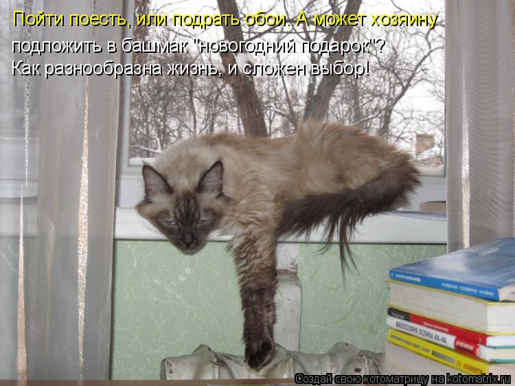 Пойти поесть, или подрать обои. А может хозяину подложить в башмак "новогодний подарок"? Как разнооб... Котоматрица: Пойти поесть, или подрать обои. А может хозяину подложить в башмак "новогодний подарок"? Как разнообразна жизнь, и сложен выбор!