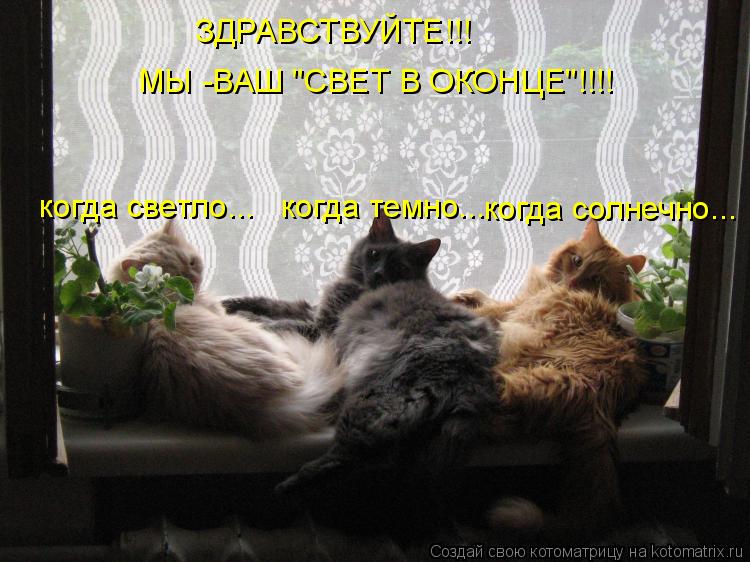ЗДРАВСТВУЙТЕ!!! МЫ -ВАШ "СВЕТ В ОКОНЦЕ"!!!! когда светло... когда темно... когда солнечно...... Котоматрица: ЗДРАВСТВУЙТЕ!!! МЫ -ВАШ "СВЕТ В ОКОНЦЕ"!!!! когда светло... когда темно... когда солнечно...