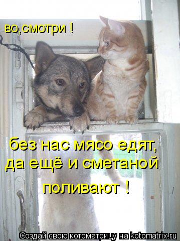 Котоматрица: во,смотри ! без нас мясо едят, да ещё и сметаной  поливают !