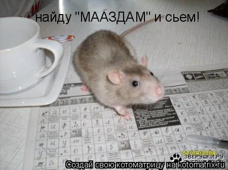 Котоматрица: найду "МААЗДАМ" и сьем!