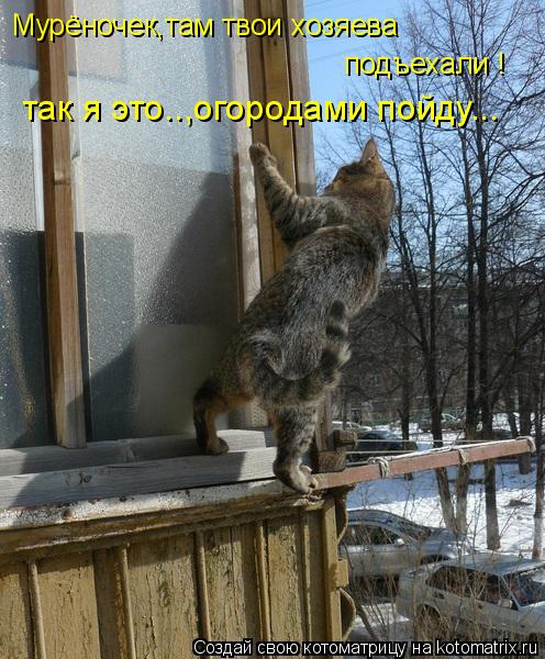 Котоматрица: Мурёночек,там твои хозяева   подъехали ! так я это..,огородами пойду...