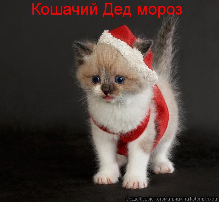 Котоматрица: Кошачий Дед мороз