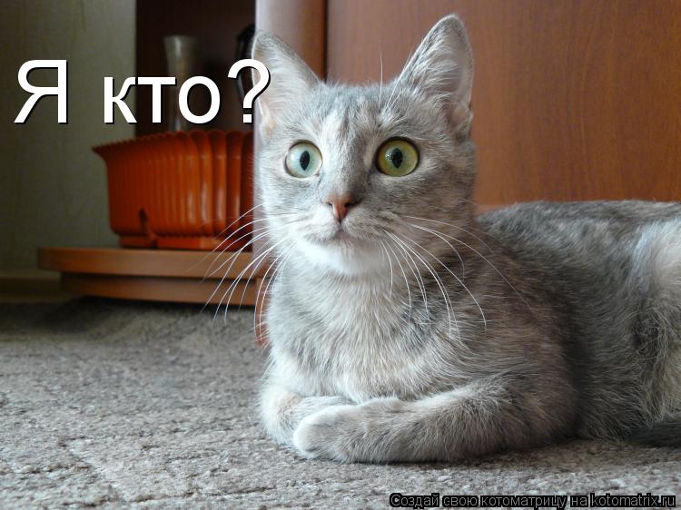 Котоматрица: Я кто?