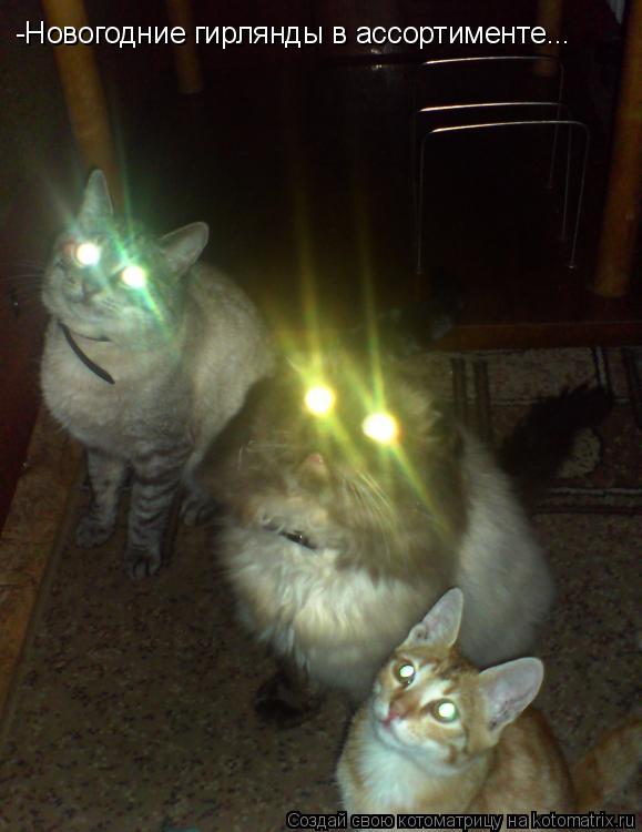 Котоматрица: -Новогодние гирлянды в ассортименте...