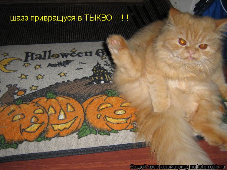 Котоматрица: щазз привращуся в ТЫКВО  ! ! !