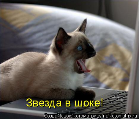 Котоматрица: Звезда в шоке!