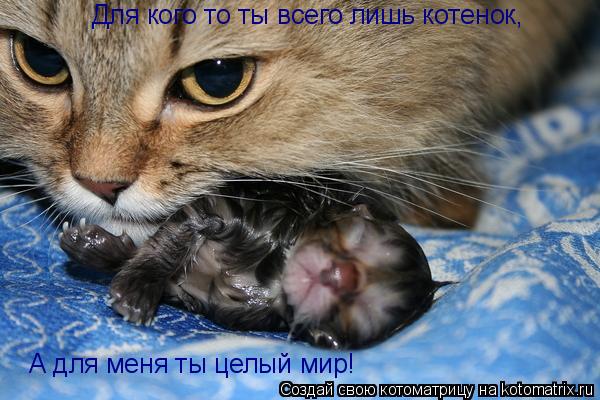 Котоматрица: Для кого то ты всего лишь котенок, А для меня ты целый мир!