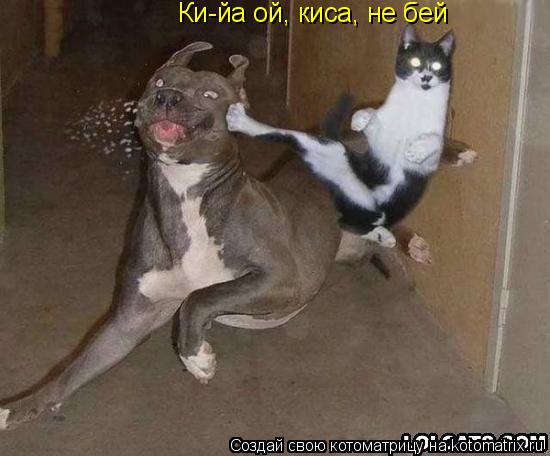 Котоматрица: Ки-йа ой, киса, не бей