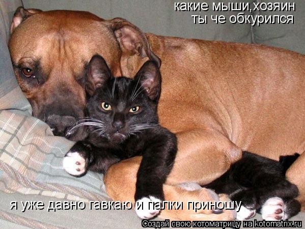 Котоматрица: какие мыши,хозяин ты че обкурился я уже давно гавкаю и палки приношу