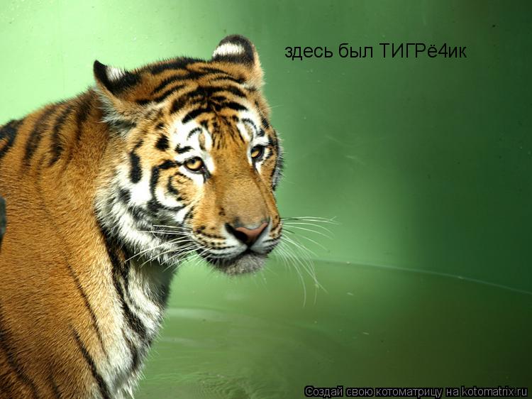 Котоматрица: здесь был ТИГРё4ик