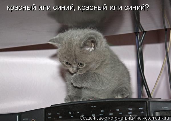 Котоматрица: красный или синий, красный или синий?