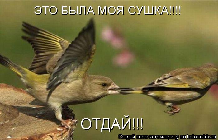 ЭТО БЫЛА МОЯ СУШКА!!!! ОТДАЙ!!!... Котоматрица: ЭТО БЫЛА МОЯ СУШКА!!!! ОТДАЙ!!!