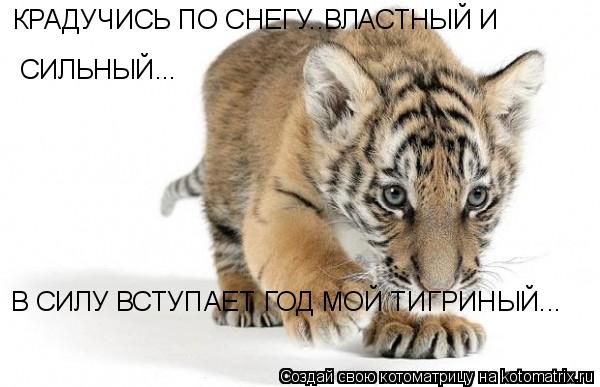 КРАДУЧИСЬ ПО СНЕГУ..ВЛАСТНЫЙ И СИЛЬНЫЙ... В СИЛУ ВСТУПАЕТ ГОД МОЙ ТИГРИНЫЙ...... Котоматрица: КРАДУЧИСЬ ПО СНЕГУ..ВЛАСТНЫЙ И СИЛЬНЫЙ... В СИЛУ ВСТУПАЕТ ГОД МОЙ ТИГРИНЫЙ...