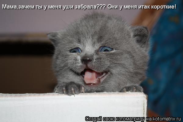 Мама,зачем ты у меня уши забрала??? Они у меня итак короткие!... Котоматрица: Мама,зачем ты у меня уши забрала??? Они у меня итак короткие!