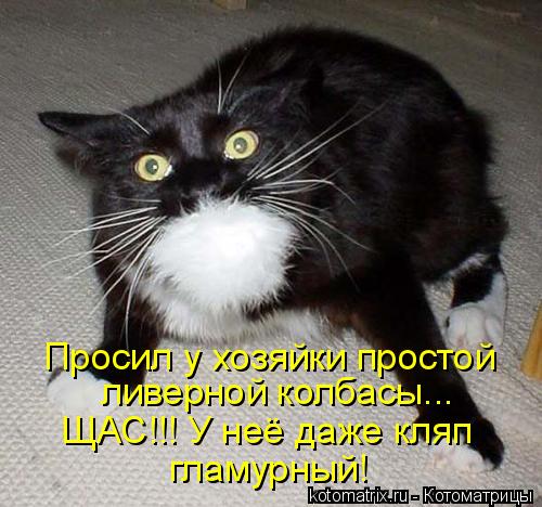 Котоматрица: Просил у хозяйки простой  ливерной колбасы... ЩАС!!! У неё даже кляп гламурный!