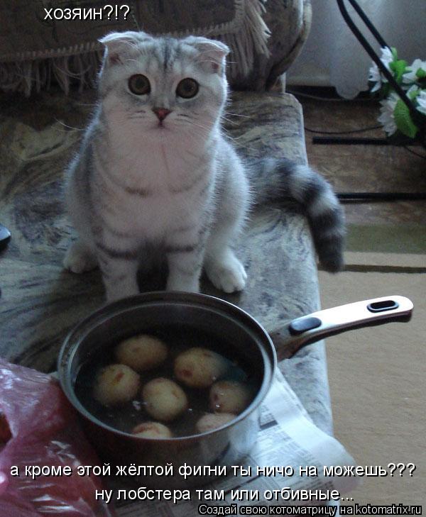 хозяин?!? а кроме этой жёлтой фигни ты ничо на можешь??? ну лобстера там или отбивные...... Котоматрица: хозяин?!? а кроме этой жёлтой фигни ты ничо на можешь??? ну лобстера там или отбивные...