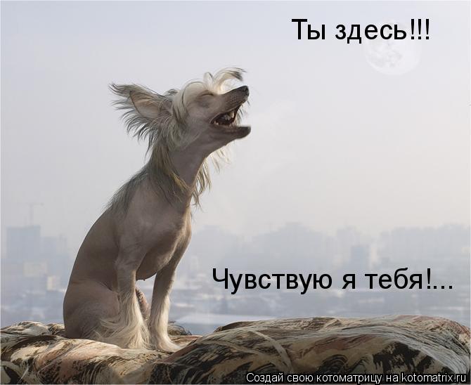 Ты здесь!!! Чувствую я тебя!...... Котоматрица: Ты здесь!!! Чувствую я тебя!...