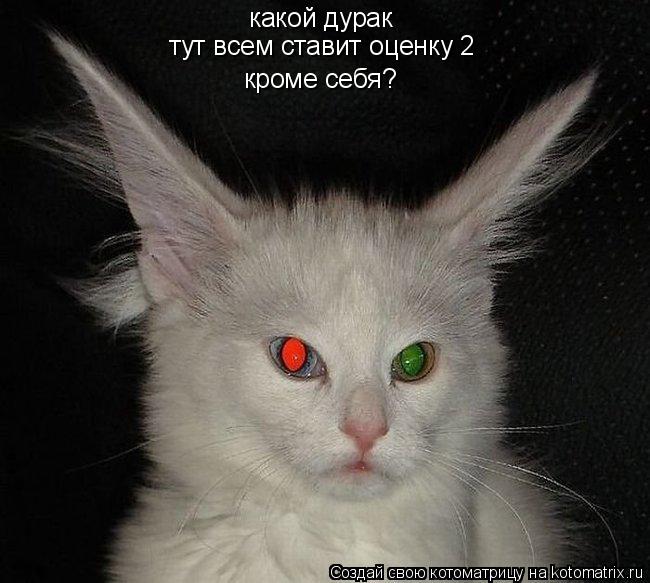 Котоматрица: какой дурак тут всем ставит оценку 2 кроме себя?
